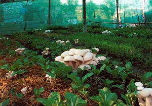 GardenMushrooms(tfl-03)