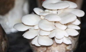 mushroom-cultivation-in-bangladesh-2-505x306_c